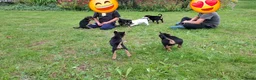 Boerenfox honden te koop: Super mooie en lieve berenfox pup in Zundert - Advertentie 8
