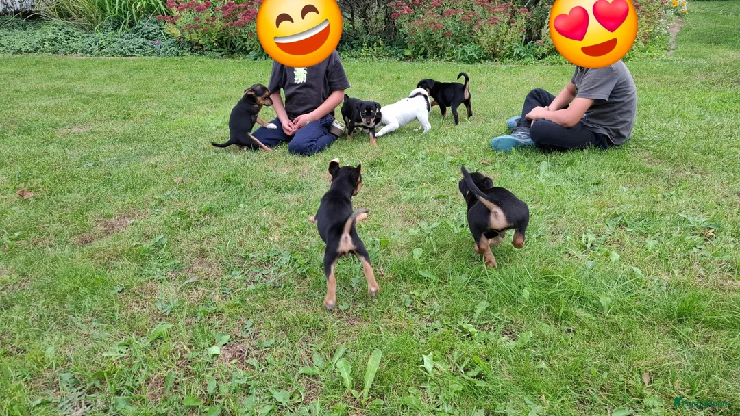 Boerenfox honden te koop: Super mooie en lieve berenfox pup in Zundert - Advertentie 8
