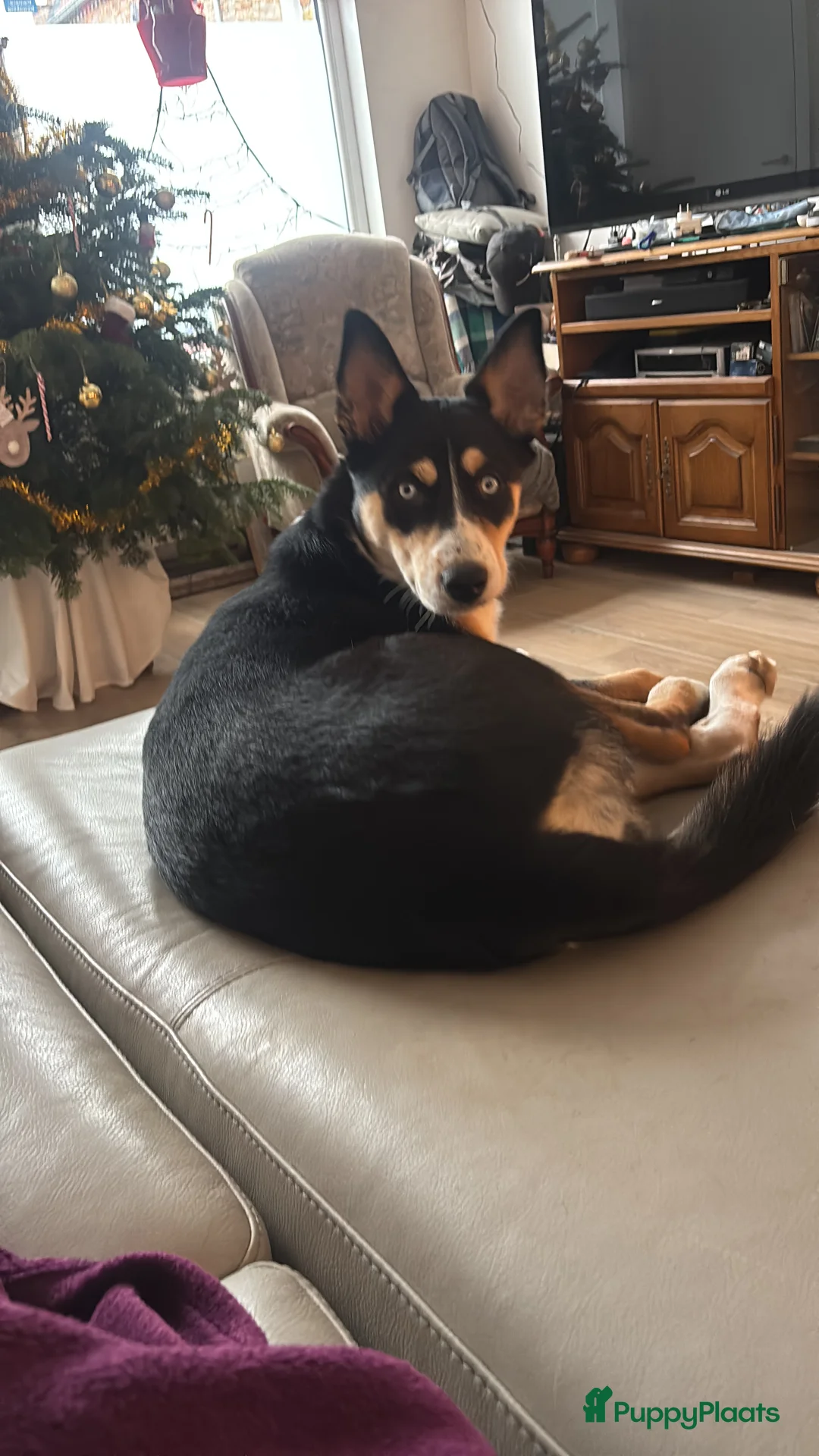 Kruising honden te koop:  Husky kruising dobermans is netjes  - Advertentie 5