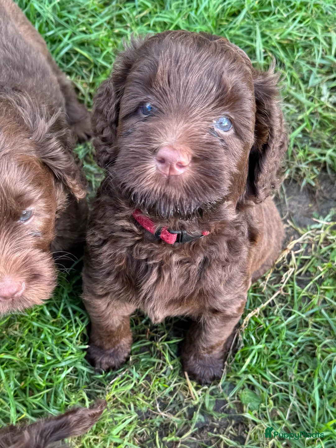 Labradoodle honden te koop: Multigen medium chocolade labradoodle pups - Advertentie 2