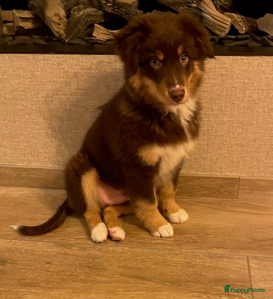 Australian Shepherd honden te koop: mini australische herder - Advertentie 4