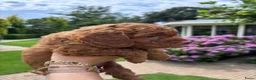 Poedel Toy honden te koop: Prachtig nestje rode/abricot toy poedels toypoedel - Advertentie 13