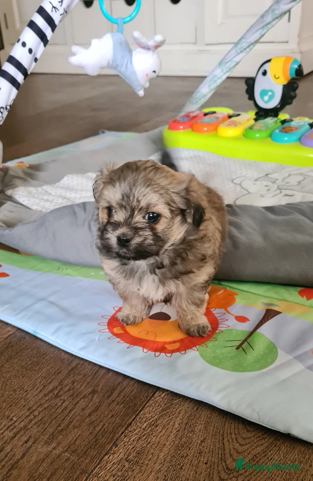 Kruising honden te koop: Prachtige lieve shipom pups - Advertentie 6