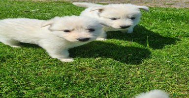 Zwitserse Witte Herdershond honden - Advertentie 7