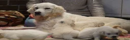 Golden Retriever honden te koop: Golden Retriever Pups met Stamboom. - Advertentie 20