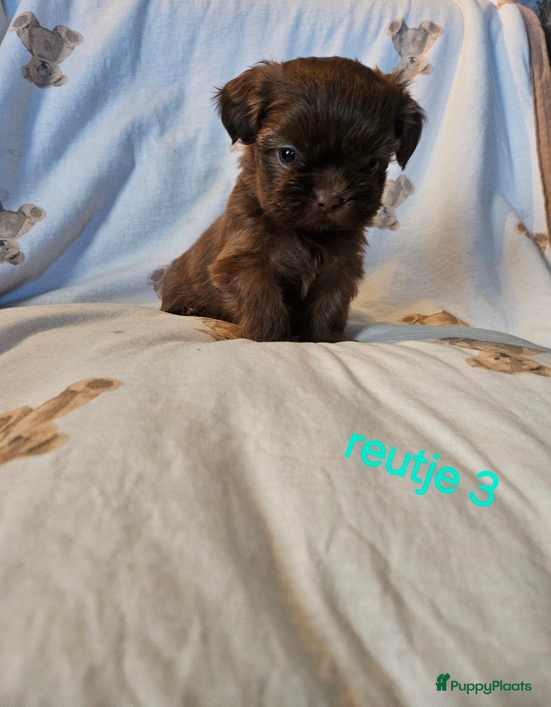 Shih Tzu honden te koop: Laatste Mooie shih tzu reutje - Advertentie 1