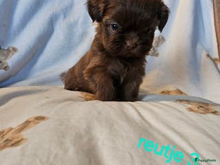 Shih Tzu honden te koop: Laatste Mooie shih tzu reutje - Advertentie 1