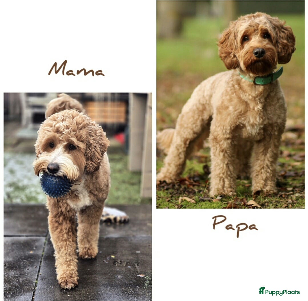 Goldendoodle honden Nestaankondiging medium multigen Goldendoodles - Advertentie 5