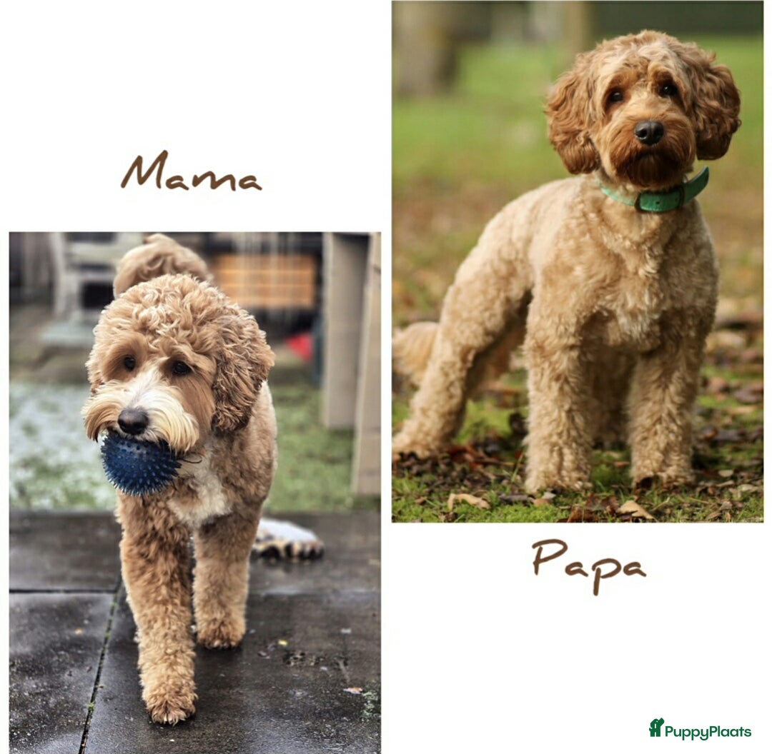 Goldendoodle honden te koop: Nestaankondiging medium multigen Goldendoodles - Advertentie 1