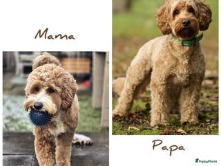 Goldendoodle honden te koop: Nestaankondiging medium multigen Goldendoodles - Advertentie 1