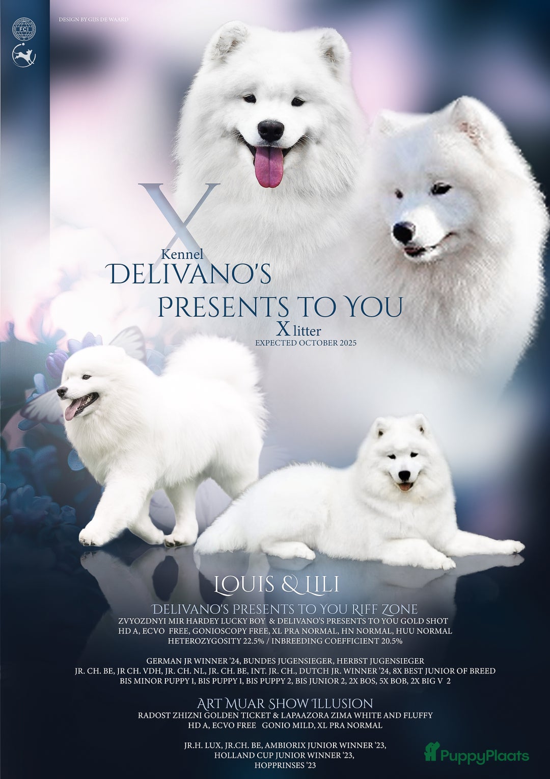 Samojeed honden te koop: Lief Samojeed meisje beschikbaar  - Advertentie 2