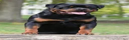 Rottweiler honden ter dekking: Dekreu Rottweiler  - Advertentie 3
