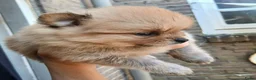 Pomchi honden te koop: Pomeriaan pups - Advertentie 12