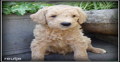 Labradoodle honden - Advertentie 1