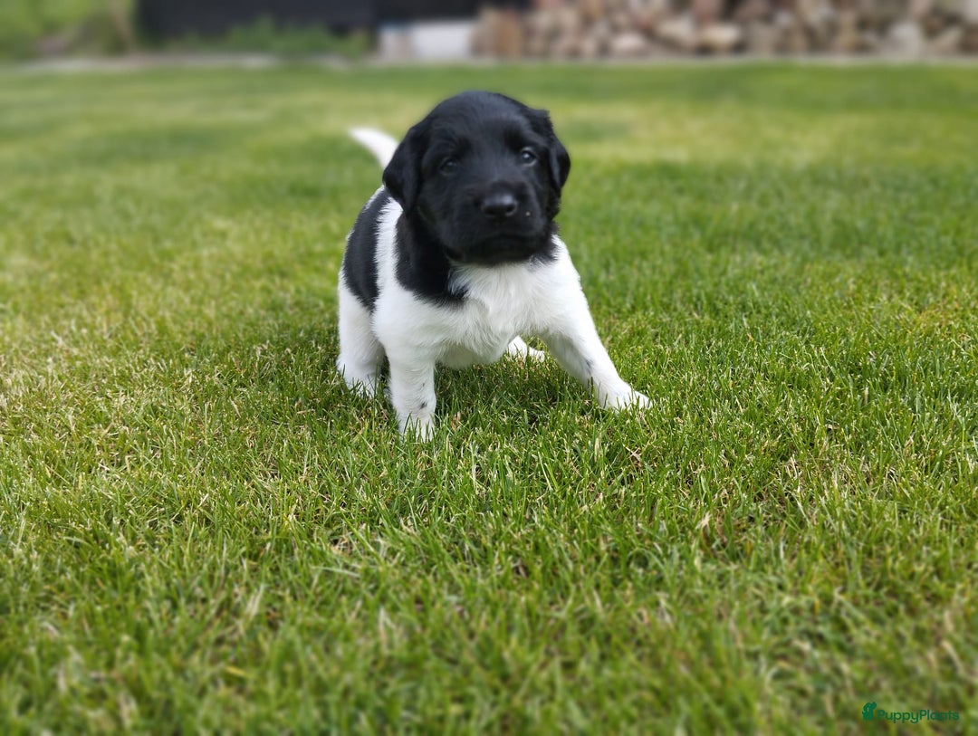 Friese Stabij honden te koop: Drie lieve Friese Stabij reutjes in Gasselte - Afbeelding 4