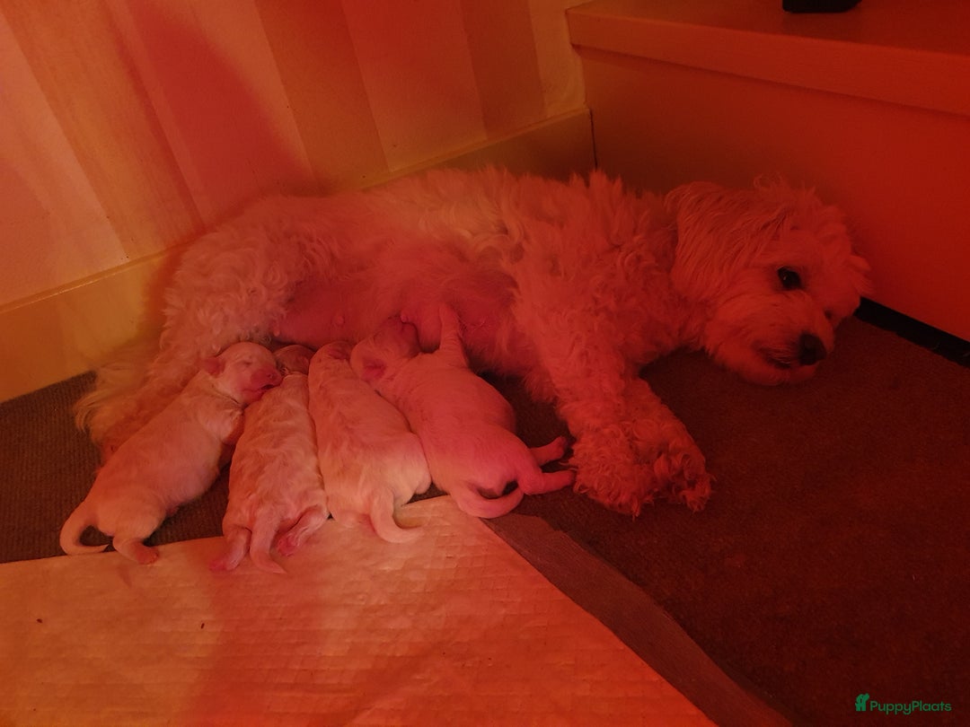 Maltipoo honden te koop: Maltipoo - Advertentie 10