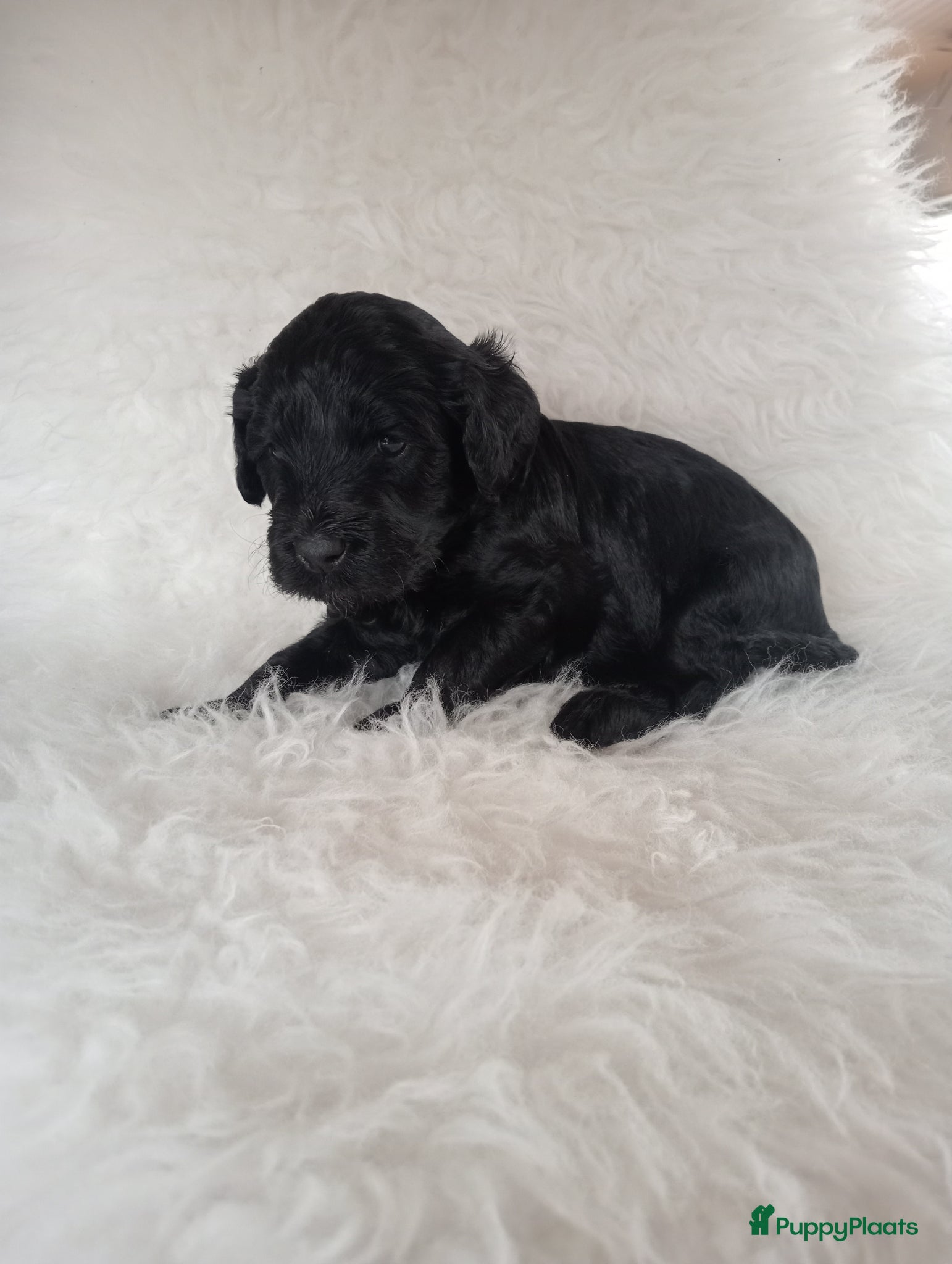 Labradoodle honden Labradoodle puppies  - Advertentie 2