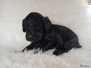 Labradoodle honden Labradoodle puppies - Advertentie 2