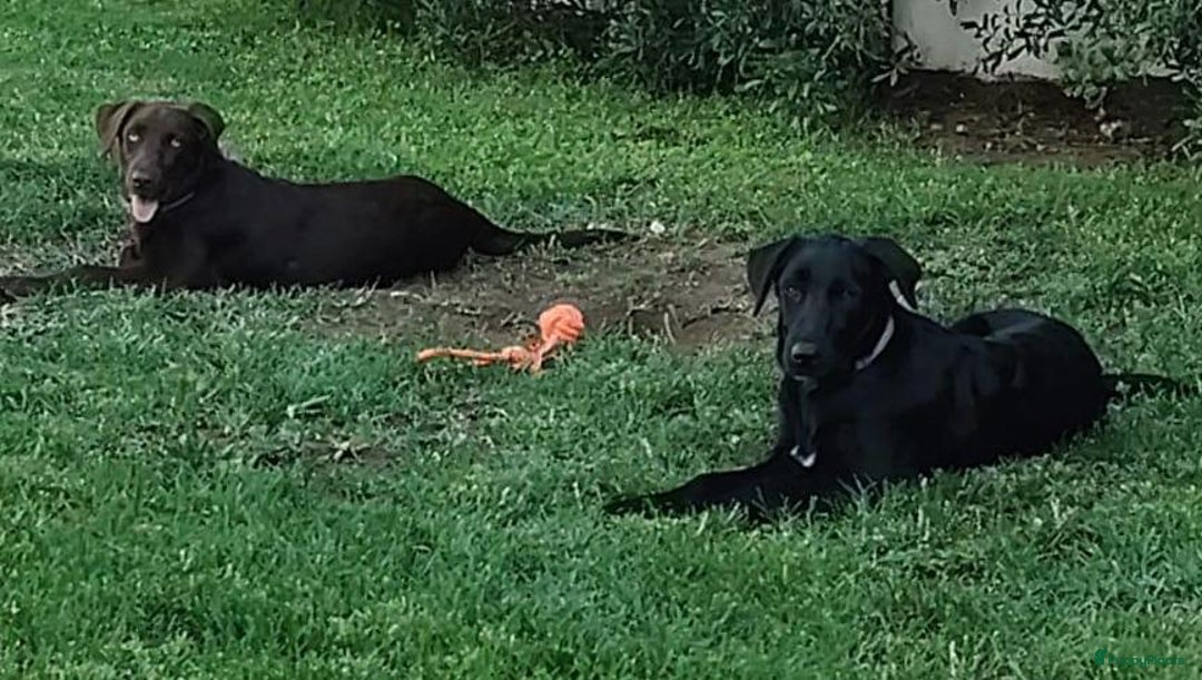 Labrador Retriever honden ter adoptie: lulu en maya twee labrador x  zoeken een en vriend - Afbeelding 8