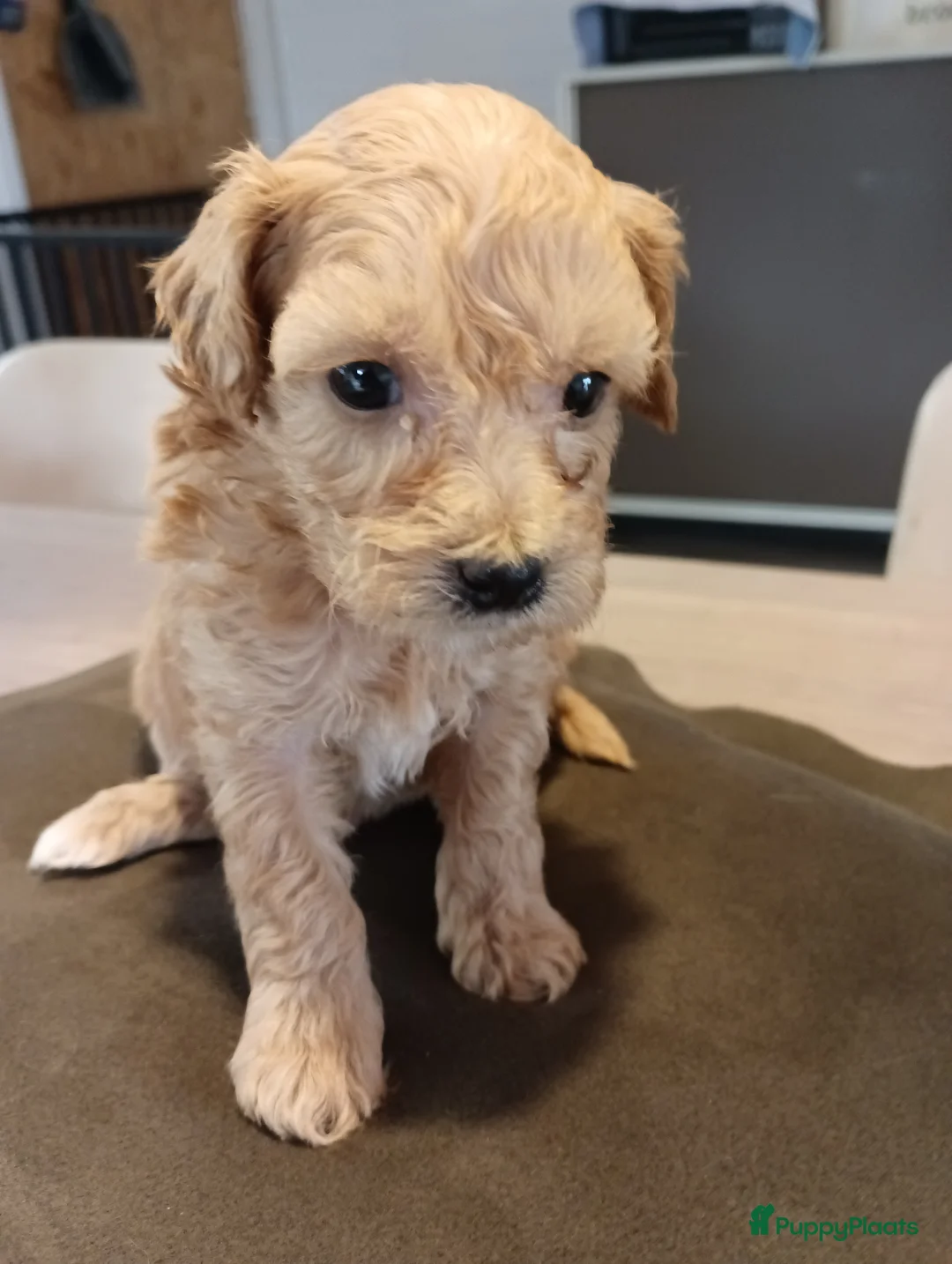 Maltipoo honden te koop: Maltipoo pups beschikbaar  - Advertentie 5