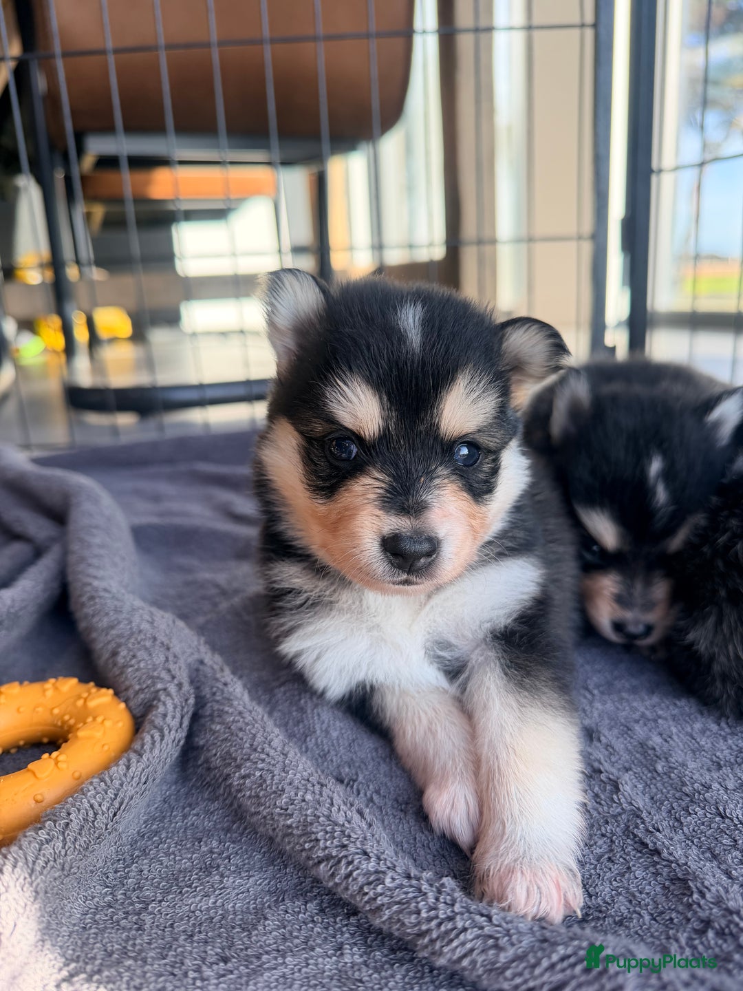 Kruising honden te koop: Prachtige Pomsky pups, in huis opgegroeid - Advertentie 3