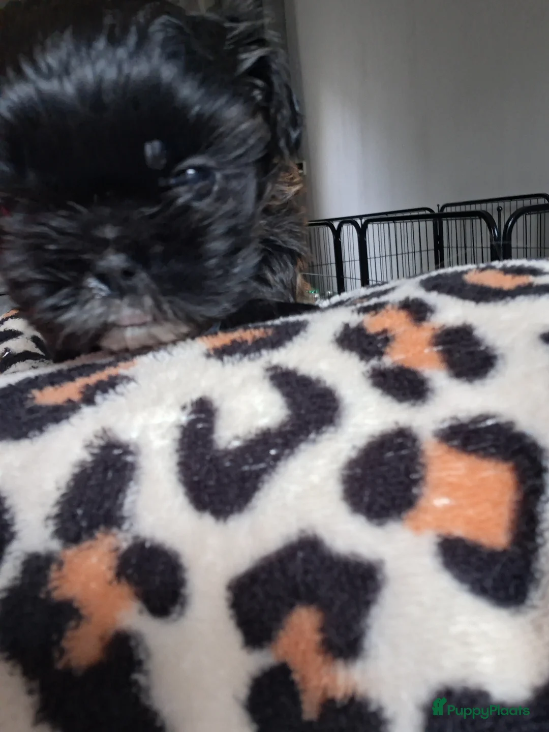 Kruising honden te koop: Shih zou pup - Advertentie 4