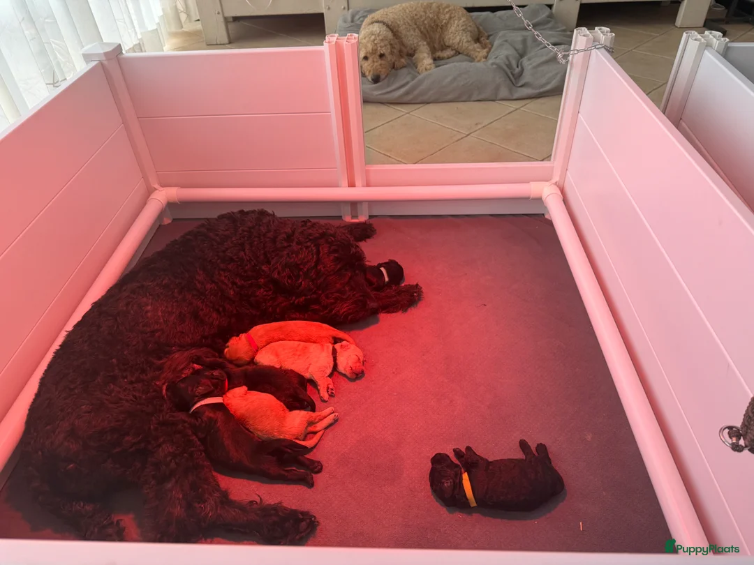 Kruising honden te koop: (Australian) Labradoodle pups - Advertentie 2