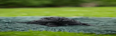 Labradoodle 9