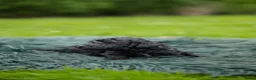 Labradoodle honden te koop: Prachtige multigen Labradoodles - Advertentie 5