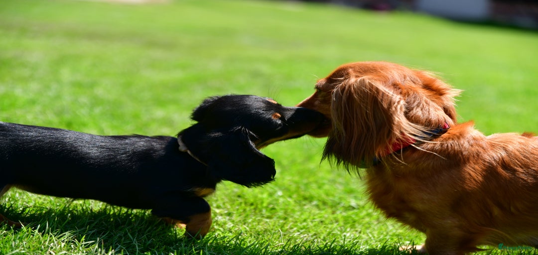 Galerij afbeelding {{count}}