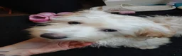 Maltipoo honden te koop: maltipoo pup Milo zoekt blijvend huisje in Kerkdriel - Advertentie 6