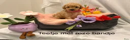 Poedel Toy honden te koop: Toy poedel puppy's - Advertentie 1