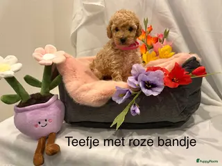 Poedel Toy honden Toy poedel puppy's - Advertentie 17