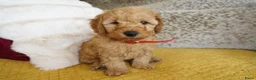 Maltipoo honden te koop: maltipoo pup beide ouders aanwezig en getest - Advertentie 5