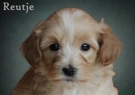 Maltipoo honden Lieve Maltipoo pups - Advertentie 2