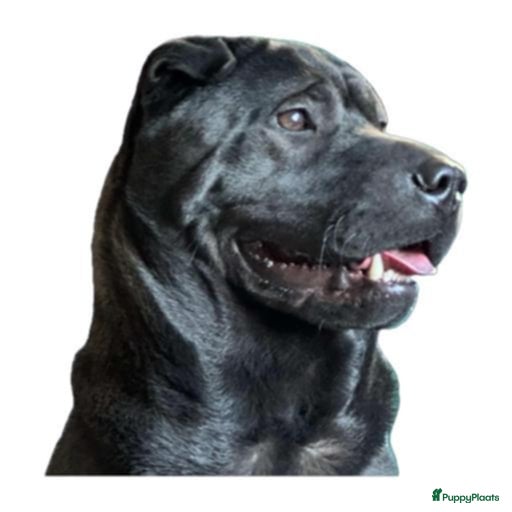 Shar Pei honden  Sharpei  pups  - Advertentie 2