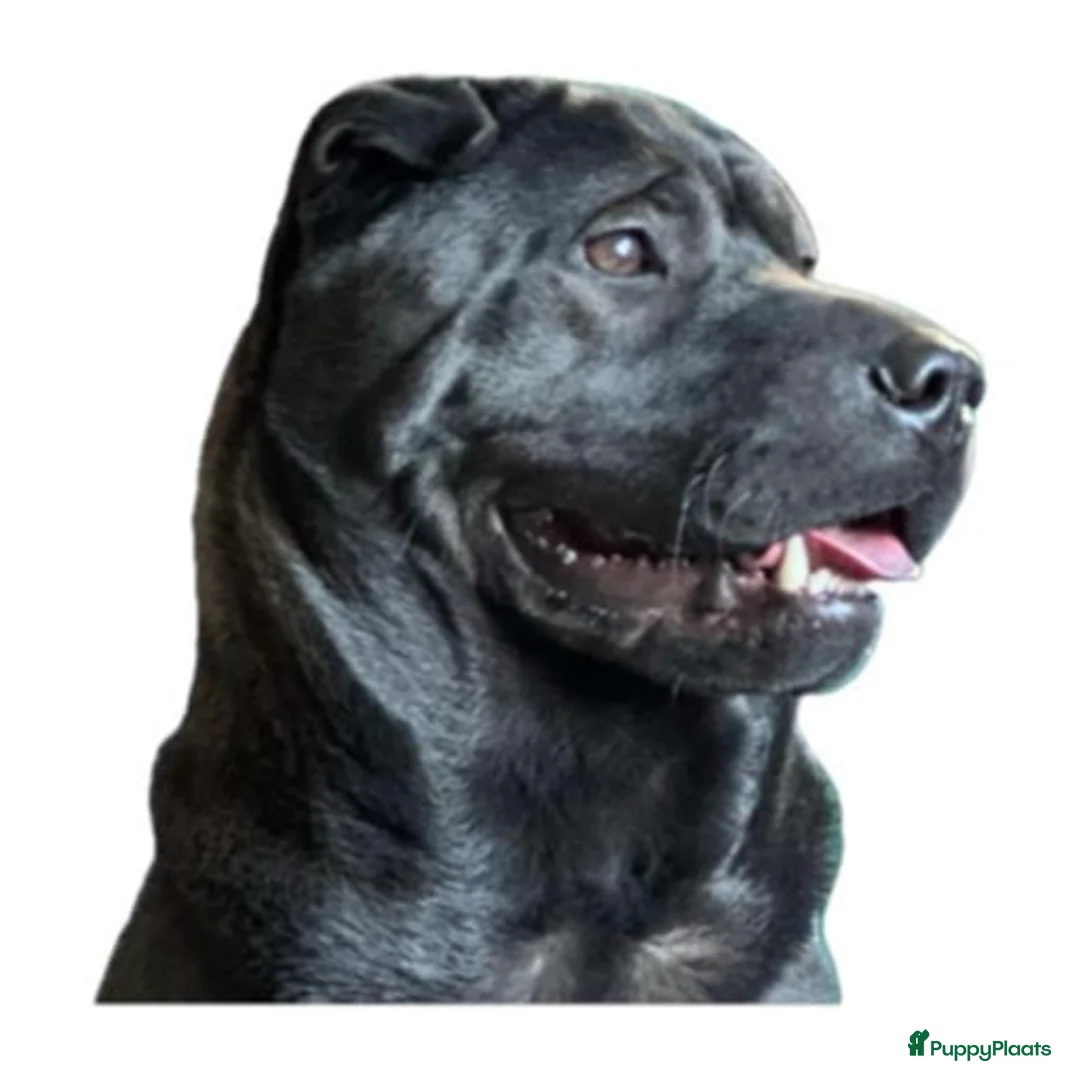 Shar Pei honden te koop:  Sharpei  pups  - Advertentie 2