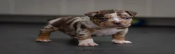 Amerikaanse Bully honden te koop: American Bully pocket pups verwacht  - Advertentie 19