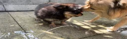 Pomeriaan honden te koop: Pomeriaan pup Merle, sable en black and tan - Advertentie 7