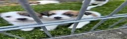Jack Russel Terriër honden te koop: Jack Russel pups te koop met stamboom - Advertentie 6