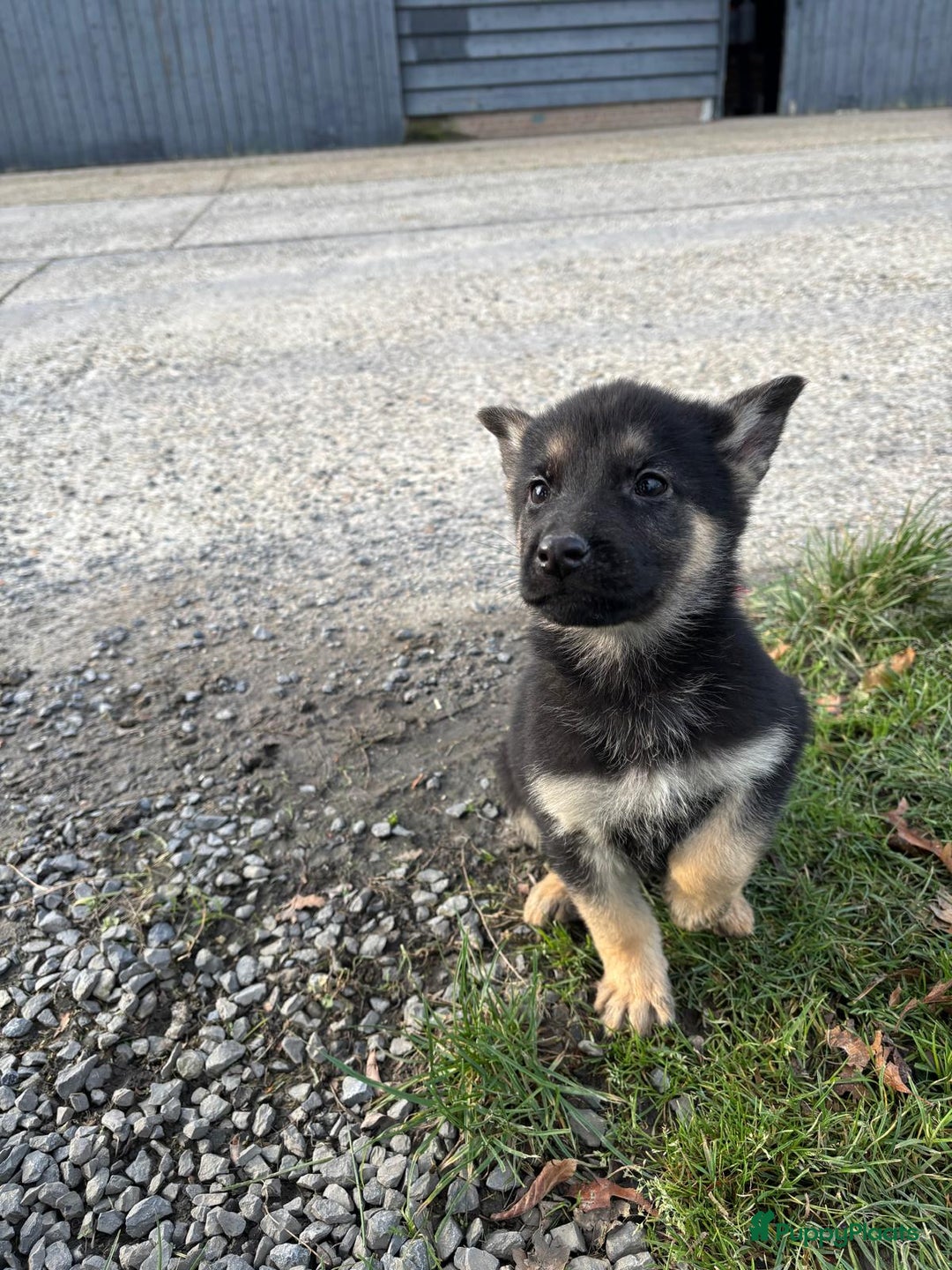 Duitse Herder honden te koop: Duitse herder pups -10 WK- nog 1 pup beschikbaar! - Advertentie 26