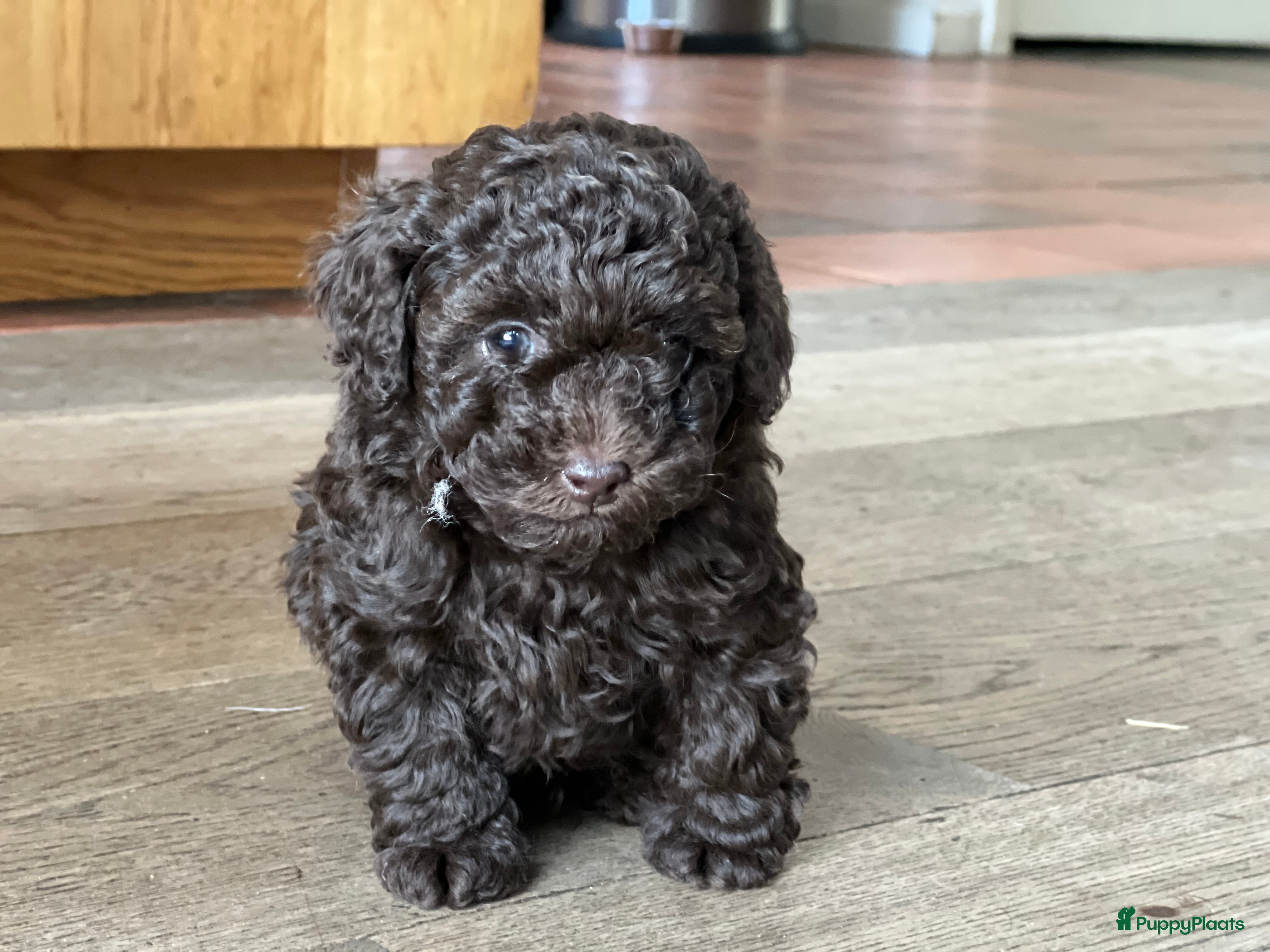 Poedel Toy honden Schitterende choco toypoedel pups uit merle moeder - Advertentie 2