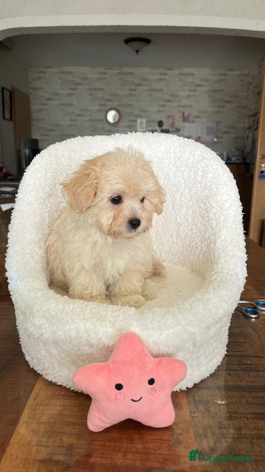 Maltipoo honden Maltipoopups  - Advertentie 1