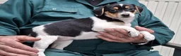 Fox Terriër Gladhaar honden te koop: boerenfox pups - Advertentie 5