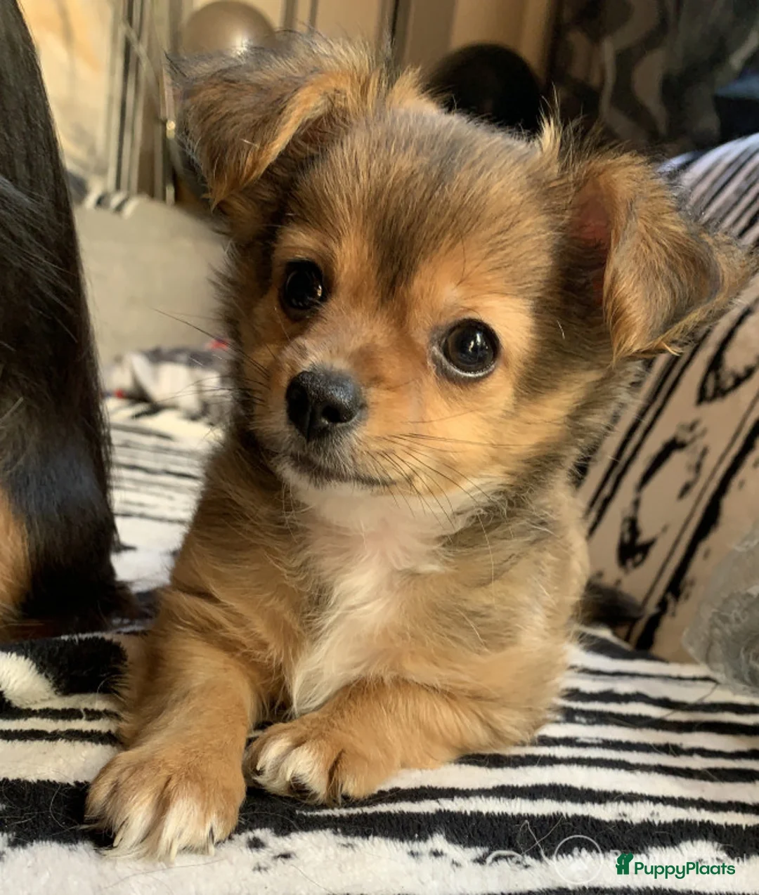 Chihuahua honden ter dekking: Grijze chihuahua Dekreu in Gendt - Advertentie 5