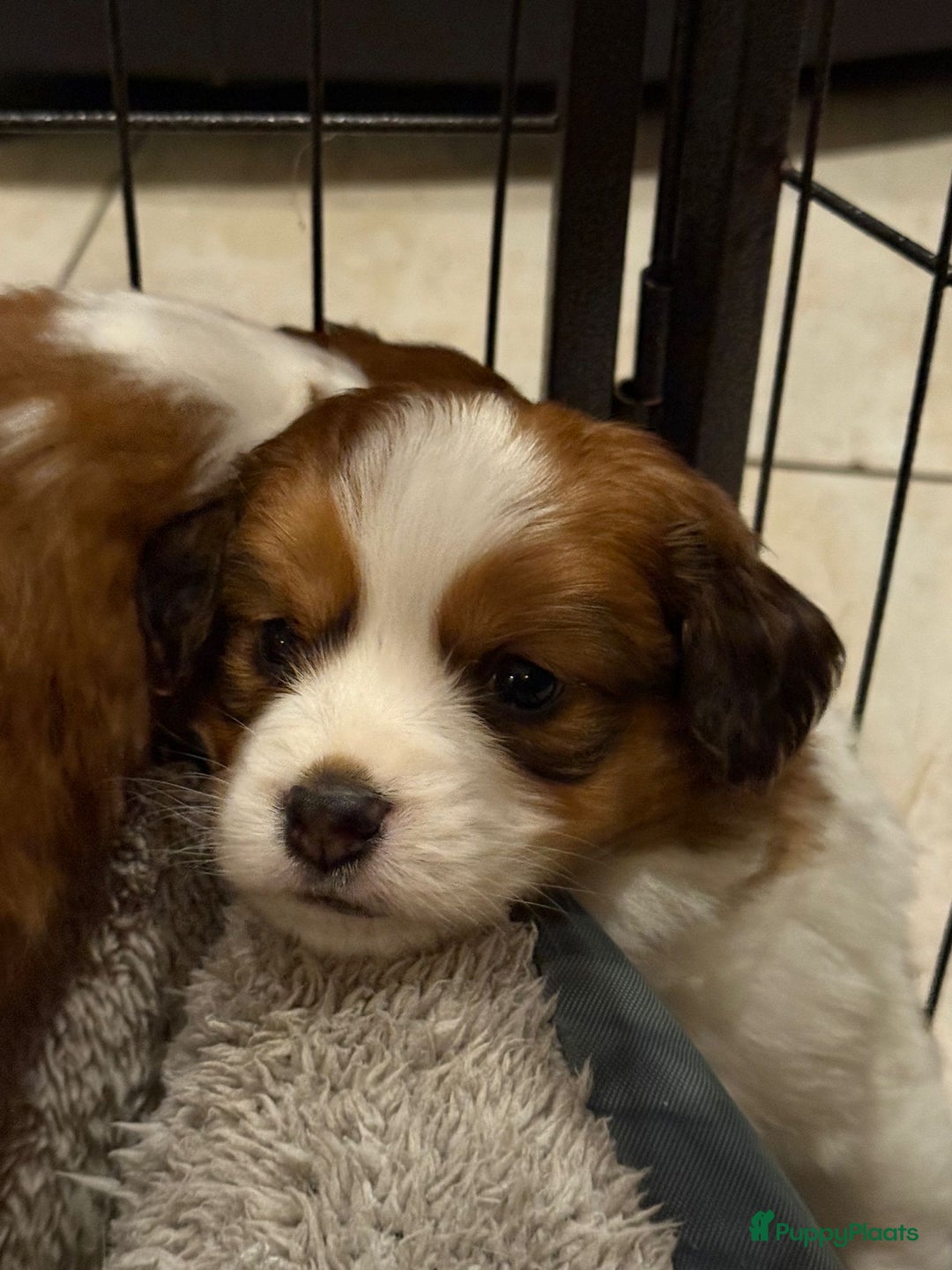 Kooikerhondje honden te koop: Schitterende kooikerhondje pups  - Advertentie 11