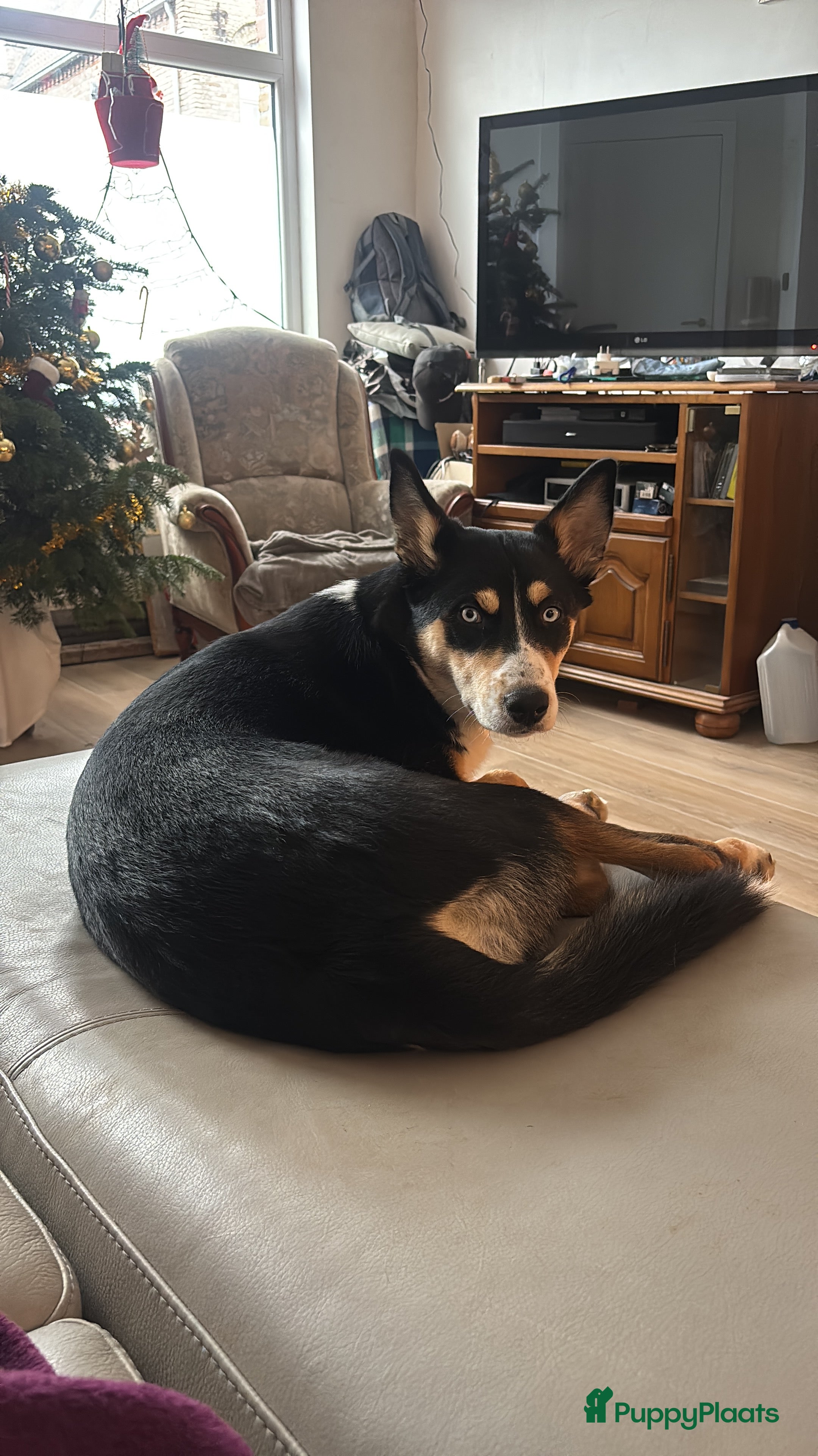 Kruising honden  Husky kruising dobermans  - Advertentie 2