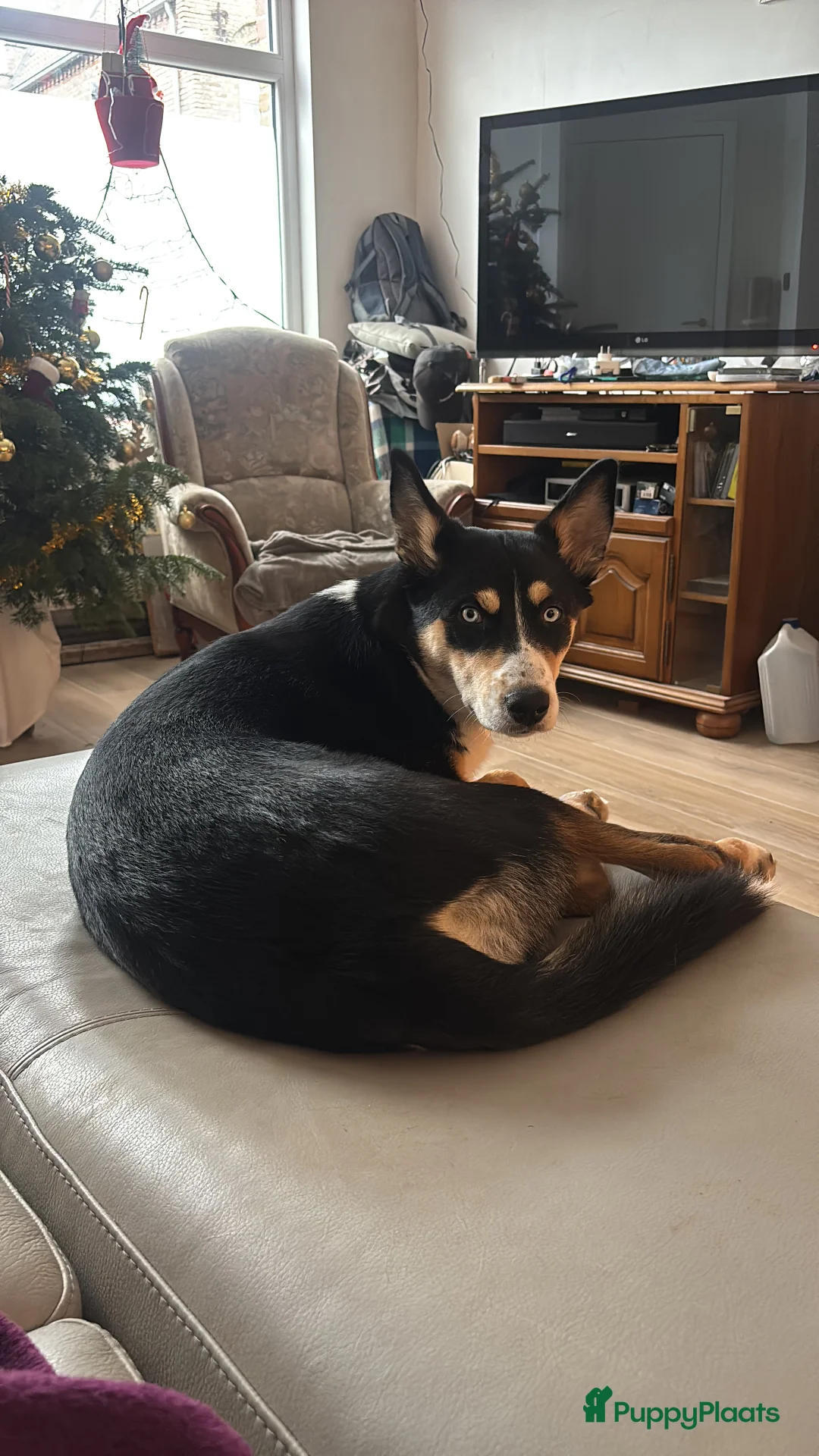 Kruising honden te koop:  Husky kruising dobermans is netjes  - Advertentie 2