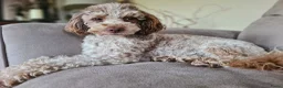 Dwergpoedel honden te koop: Choco/ Choco merle dwergpoedels - Advertentie 9