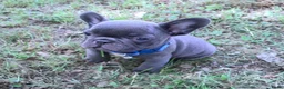 Franse Bulldog honden te koop: Franse Bulldog puppy's in Andijk - Advertentie 2